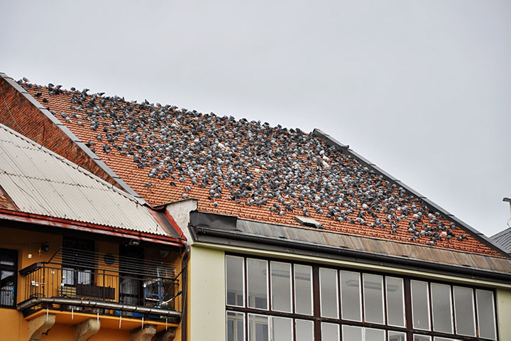 A2B Pest Control are able to install spikes to deter birds from roofs in Birkenhead. 