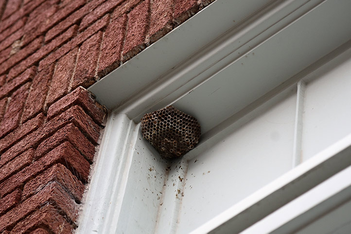 We provide a wasp nest removal service for domestic and commercial properties in Birkenhead.